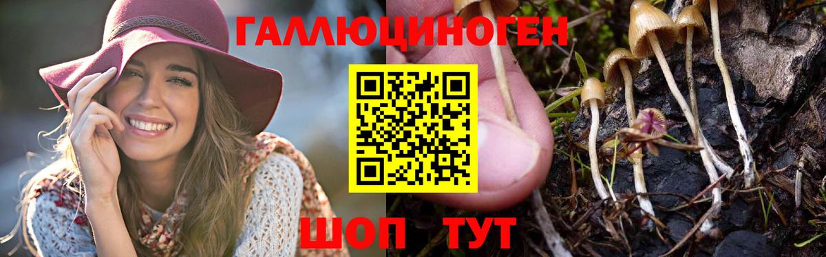 Павлово  купить   Вход с VPN  Галлюциногенные грибы мицелий  Галлюциногенные грибы Psilocybine cubensis 